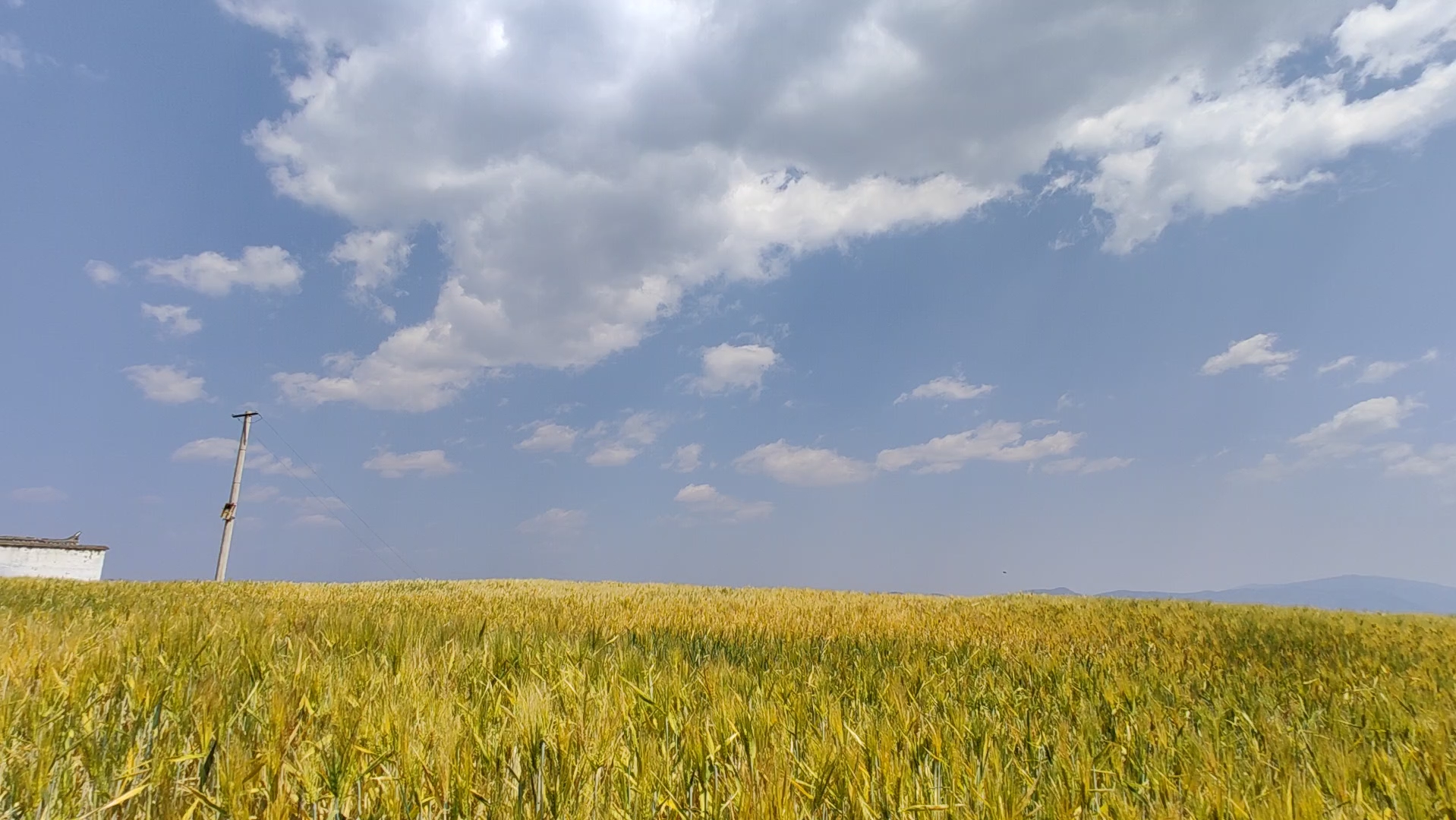 在相望的田野里,远处蔚蓝天空下涌动着金色的麦浪.