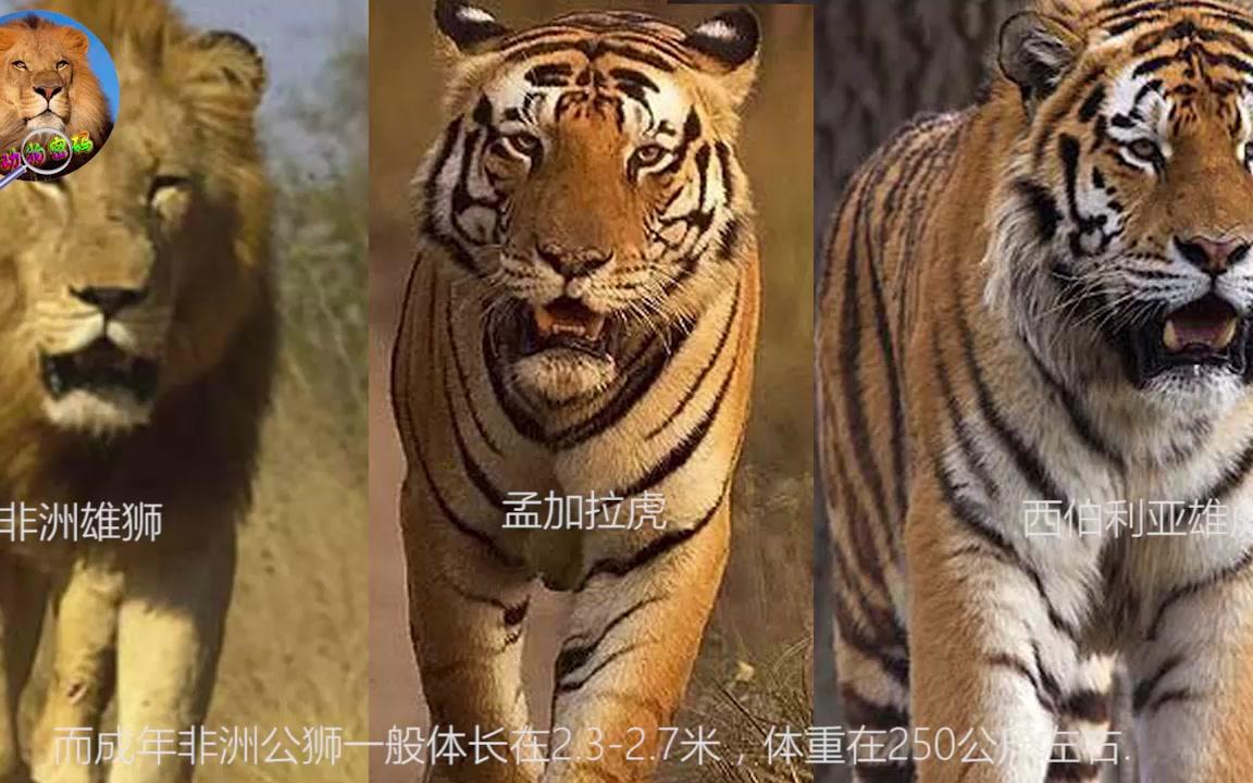 揭秘狮虎之争,到底哪个是万兽之王?哔哩哔哩bilibili