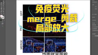 科研做图 免疫荧光图片处理 合并 剪裁 局部放大
