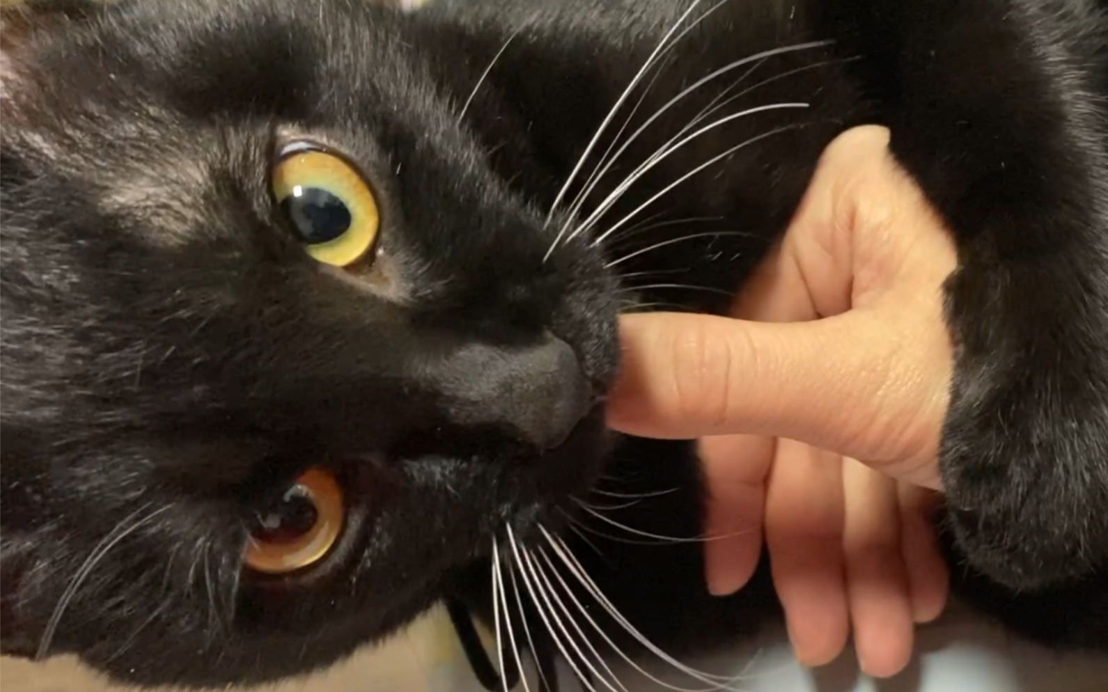 那么小的猫咪,咬人那么狠!呜呜呜!呜呜呜呜呜!后面放一段儿猪言猪语