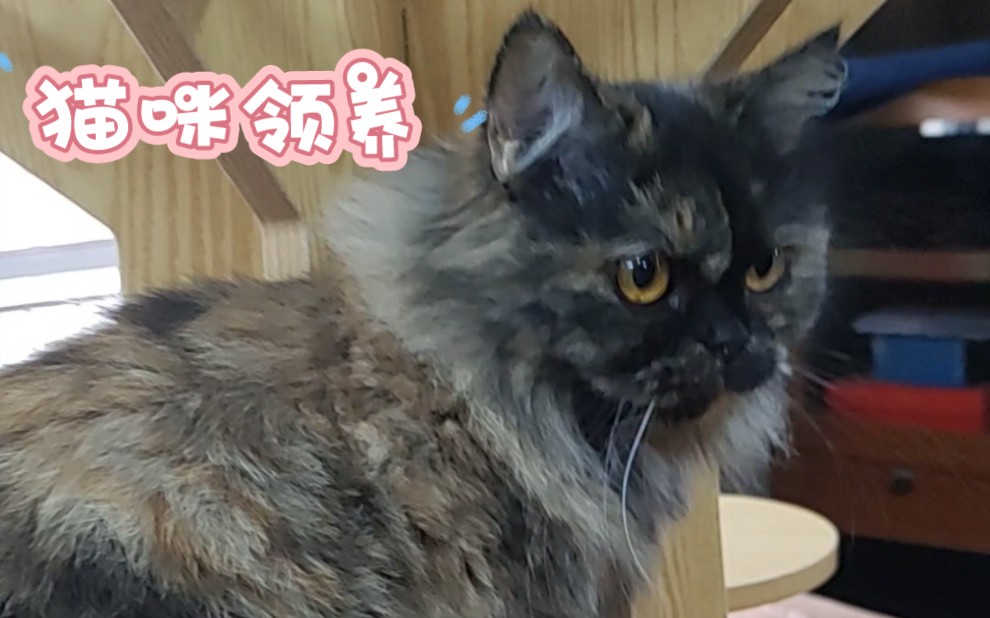 玳瑁色猫咪领养哔哩哔哩bilibili