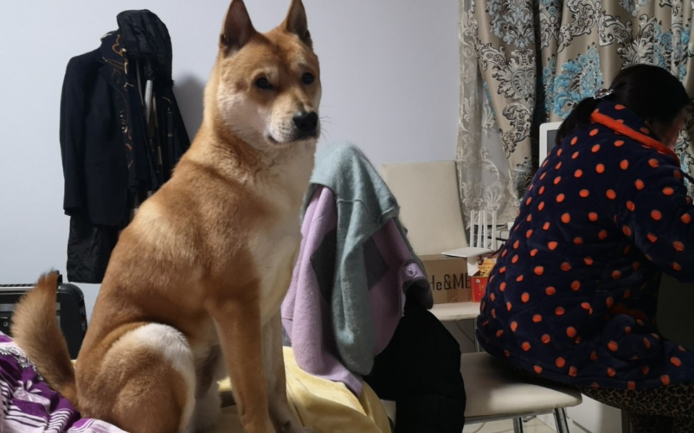 中华田园犬大壮这是有心上狗了么