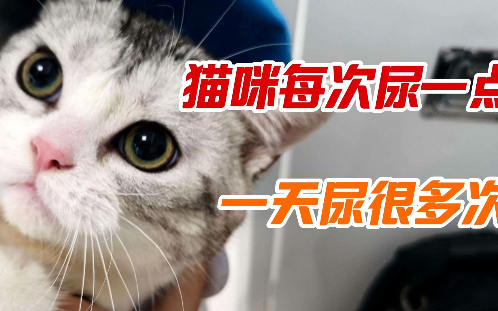 猫咪每次尿一点一天尿很多次哔哩哔哩bilibili