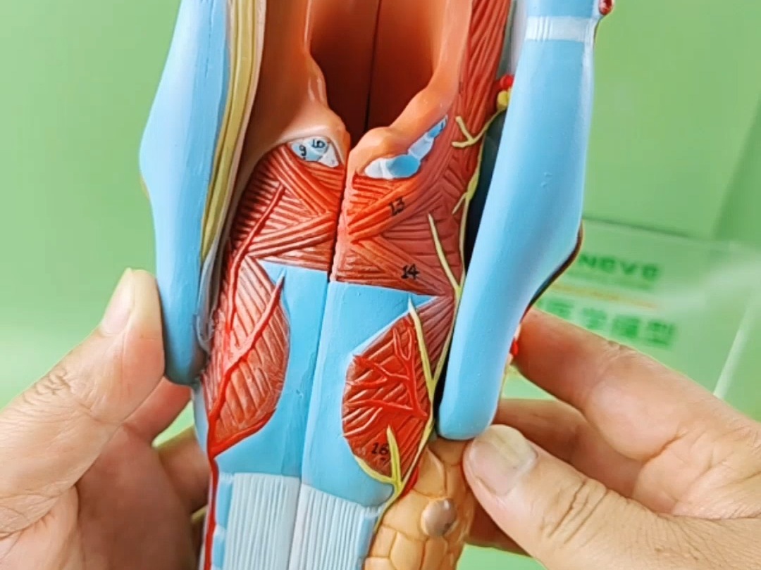 ENOVO颐诺医学模型人体咽喉解剖 喉部肌肉软骨模型哔哩哔哩bilibili