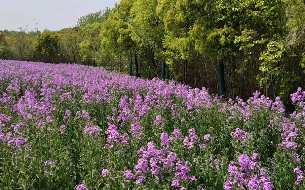 人间最美四月天,紫罗兰花海,好美啊