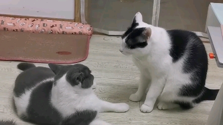 猫猫拳实用教学哔哩哔哩bilibili