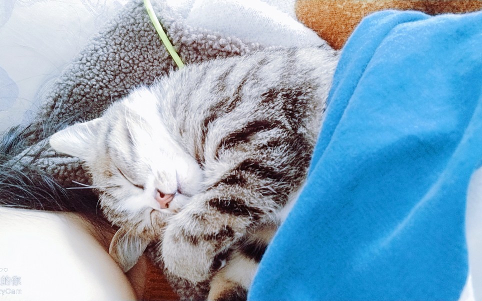 二喵的日常午睡