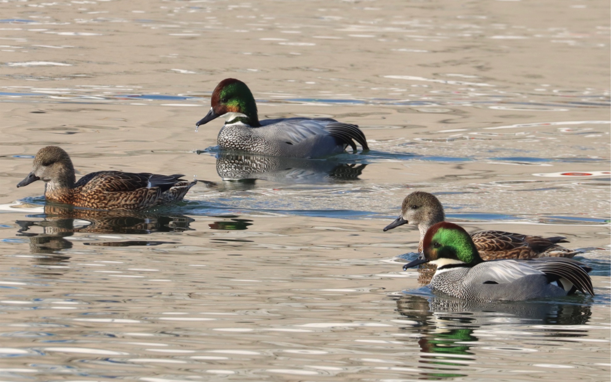 清河 罗纹鸭 绿头鸭