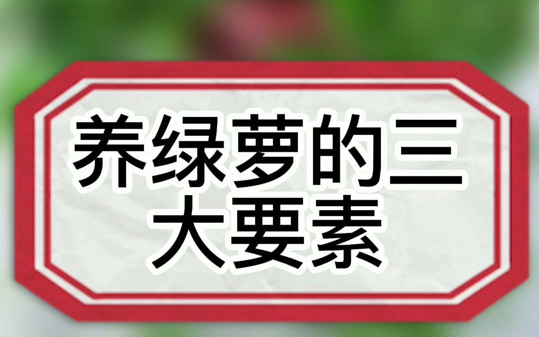 养好绿萝的三大要素#绿萝养殖 #养花小知识 #花卉绿植哔哩哔哩bilibili