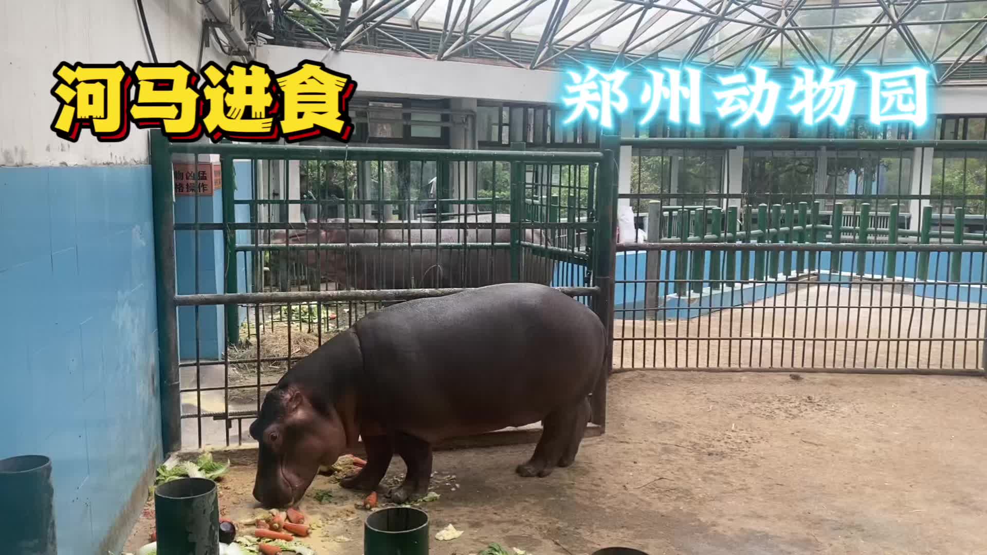 郑州动物园,河马 ,进食