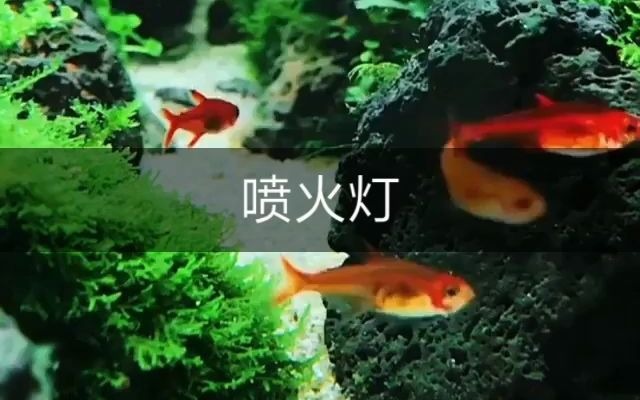 喷火灯 观赏鱼百科哔哩哔哩bilibili