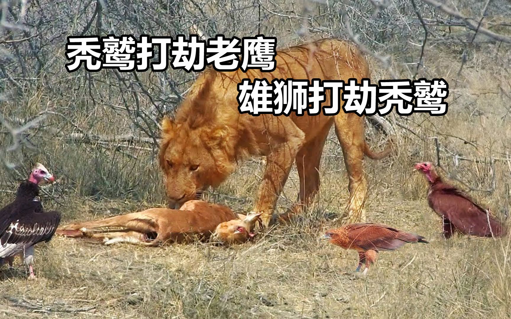秃鹫打劫老鹰,雄狮打劫秃鹫,上演弱肉强食的场面