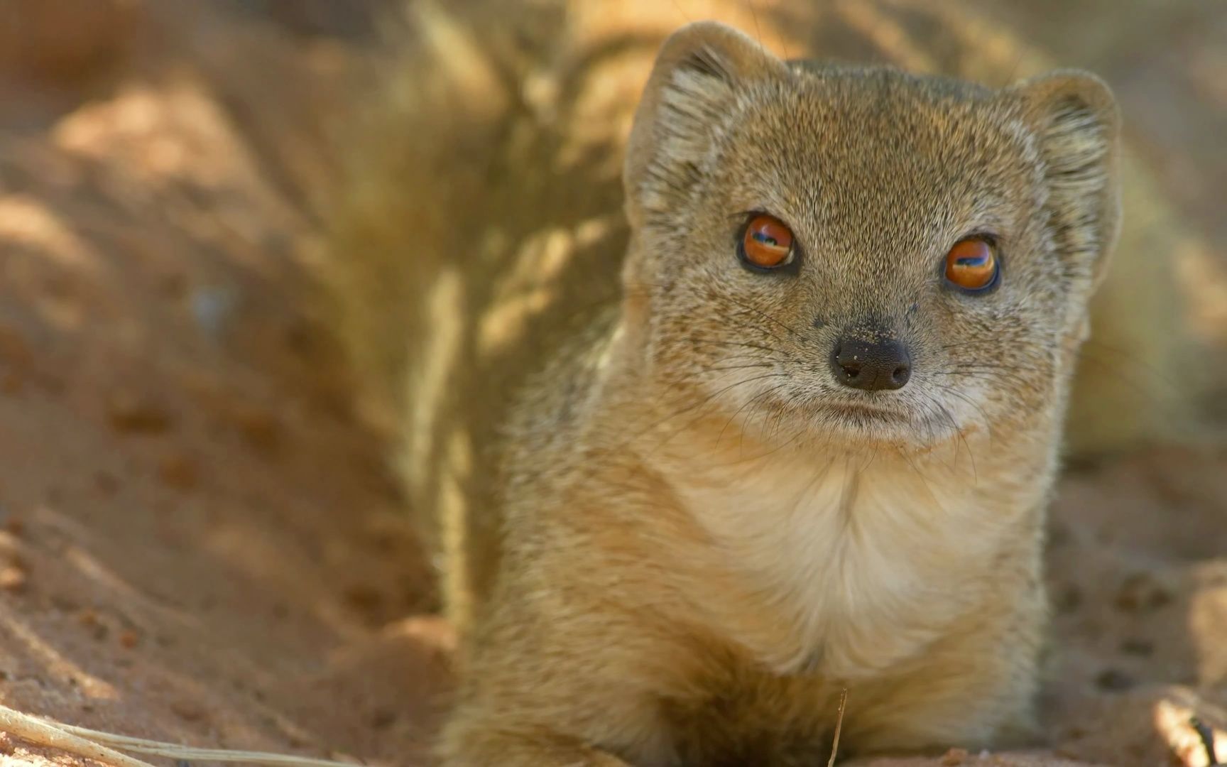 4k hdr 60fps dolby vision - colorfully dynamic animal 杜比视觉