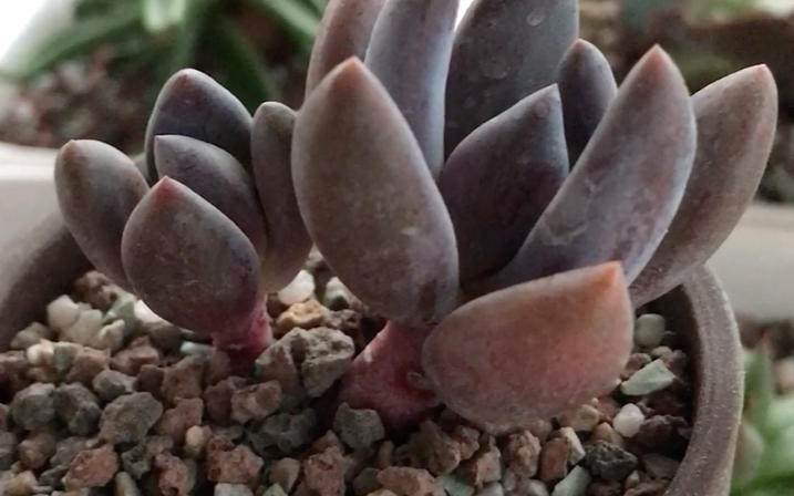 多肉植物 紫丽殿 pachyveria oviferum cv.