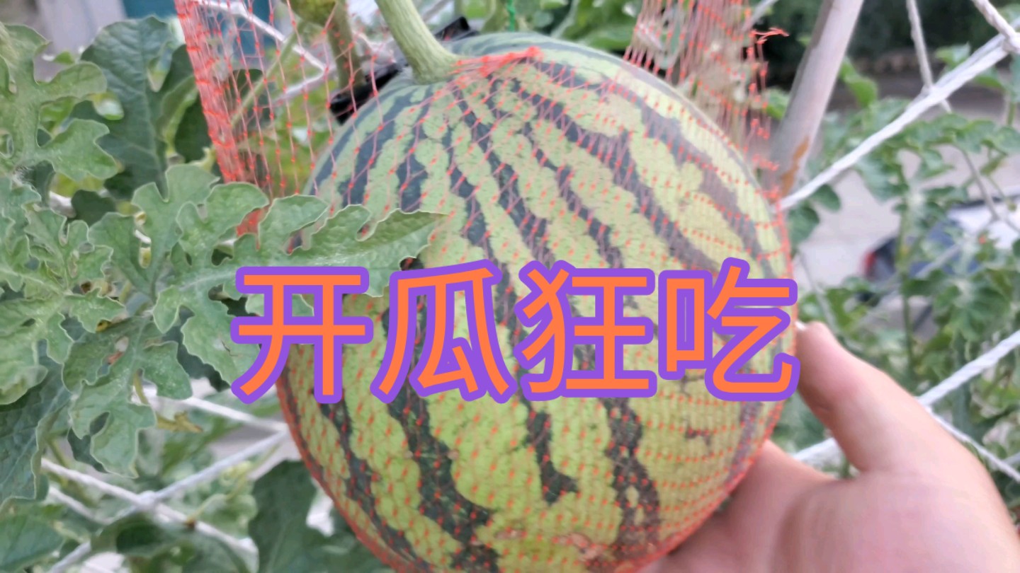 盆栽西瓜开瓜吃瓜