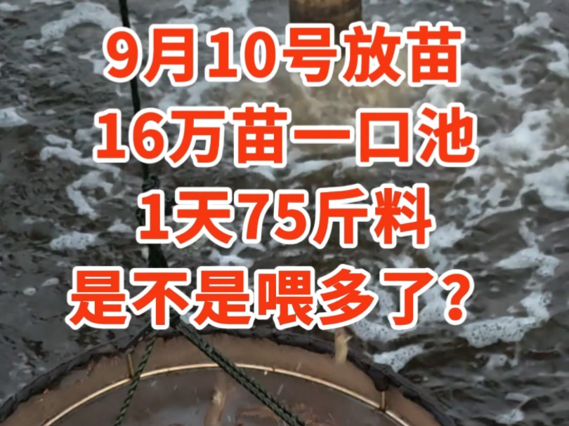 9月10号放苗16万/池,1天75斤料,是不是喂多了?#澳保#水产养殖#对虾#对虾养殖#发酵料哔哩哔哩bilibili