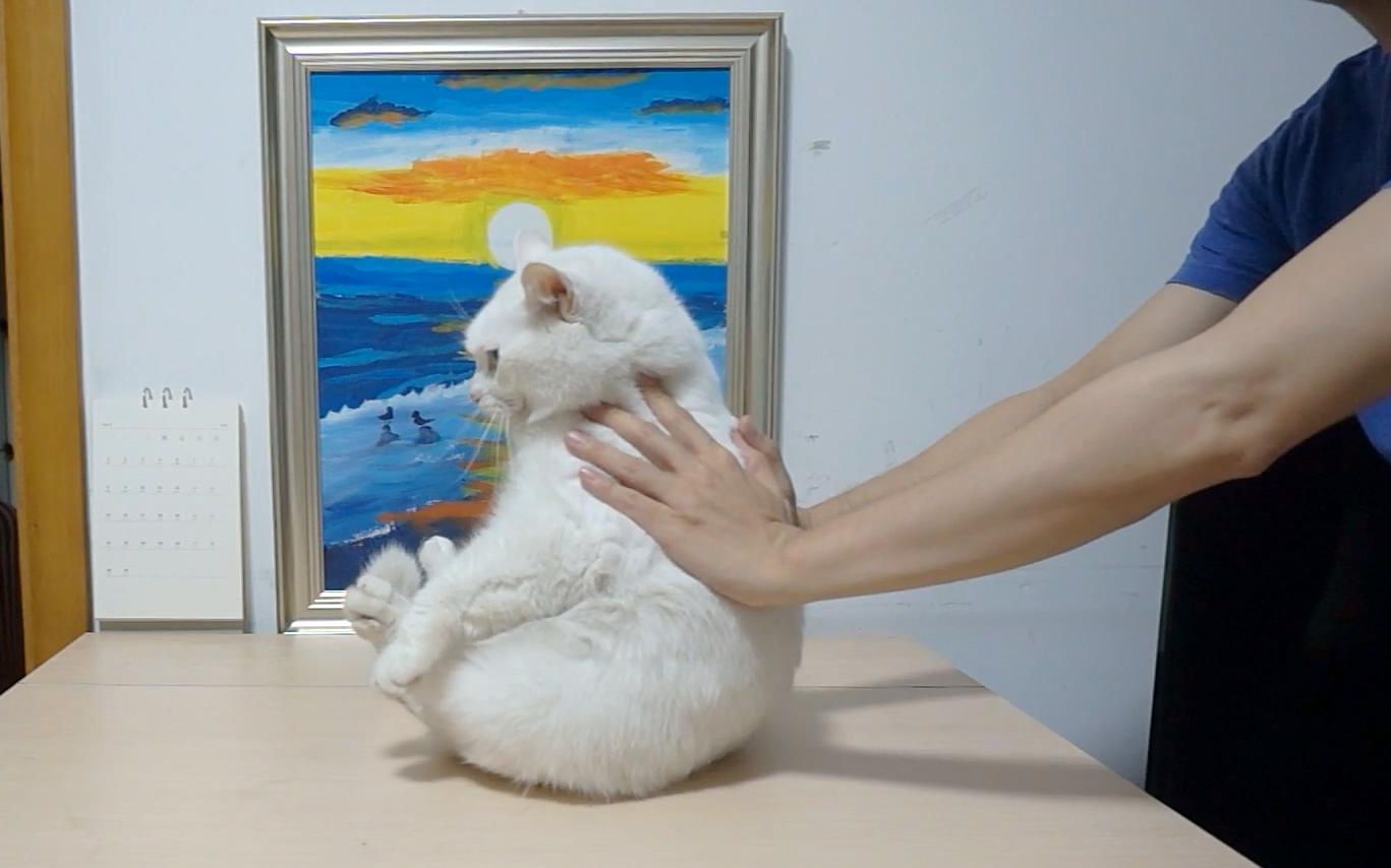 当我们的猫患上中毒时,他们身体会表现出一些异常症状,主要包括:呕吐