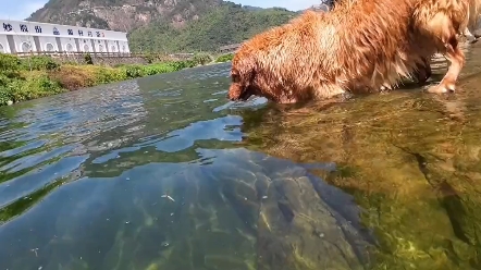 [图]没记错的话，金毛本身就是水猎犬