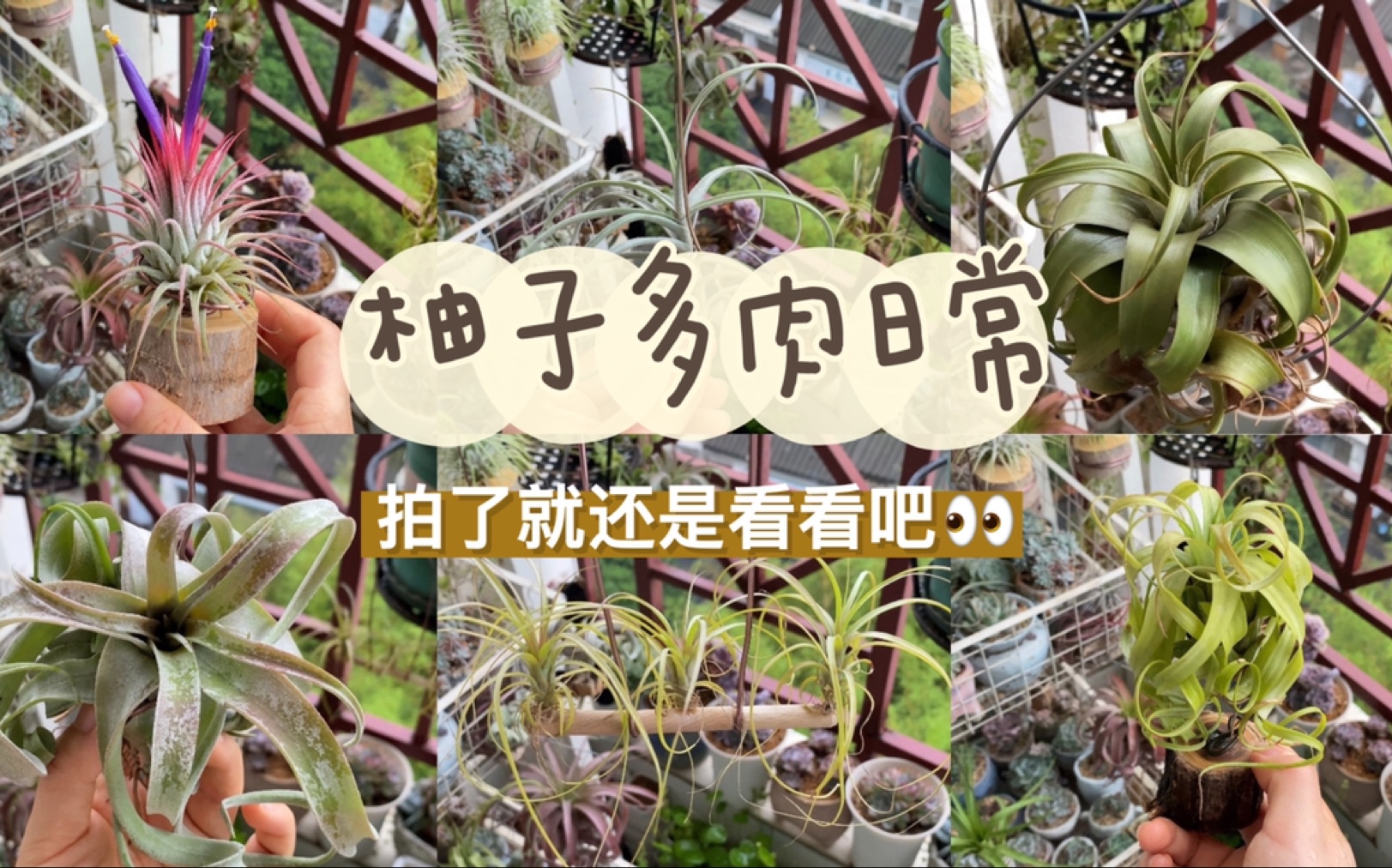 柚子多肉日常拍了就还是看看吧暴雨天空凤乱入一盆毛汗尼