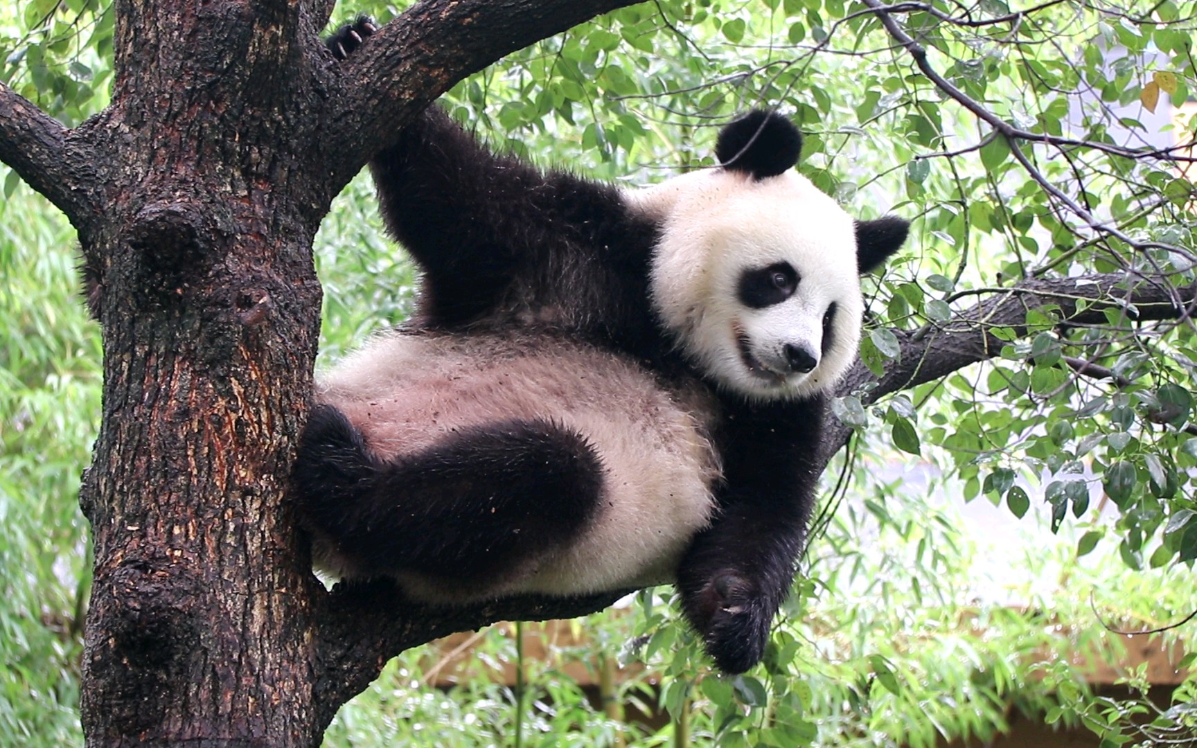 【大熊猫雅郡】小幺儿,树上cos小龙女吗?^o