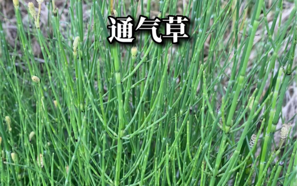 鼻子不通气找通气草