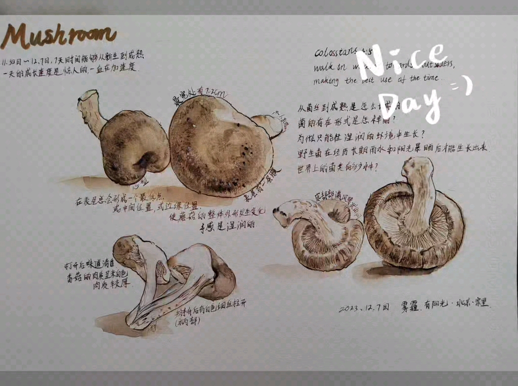 自然笔记之香菇