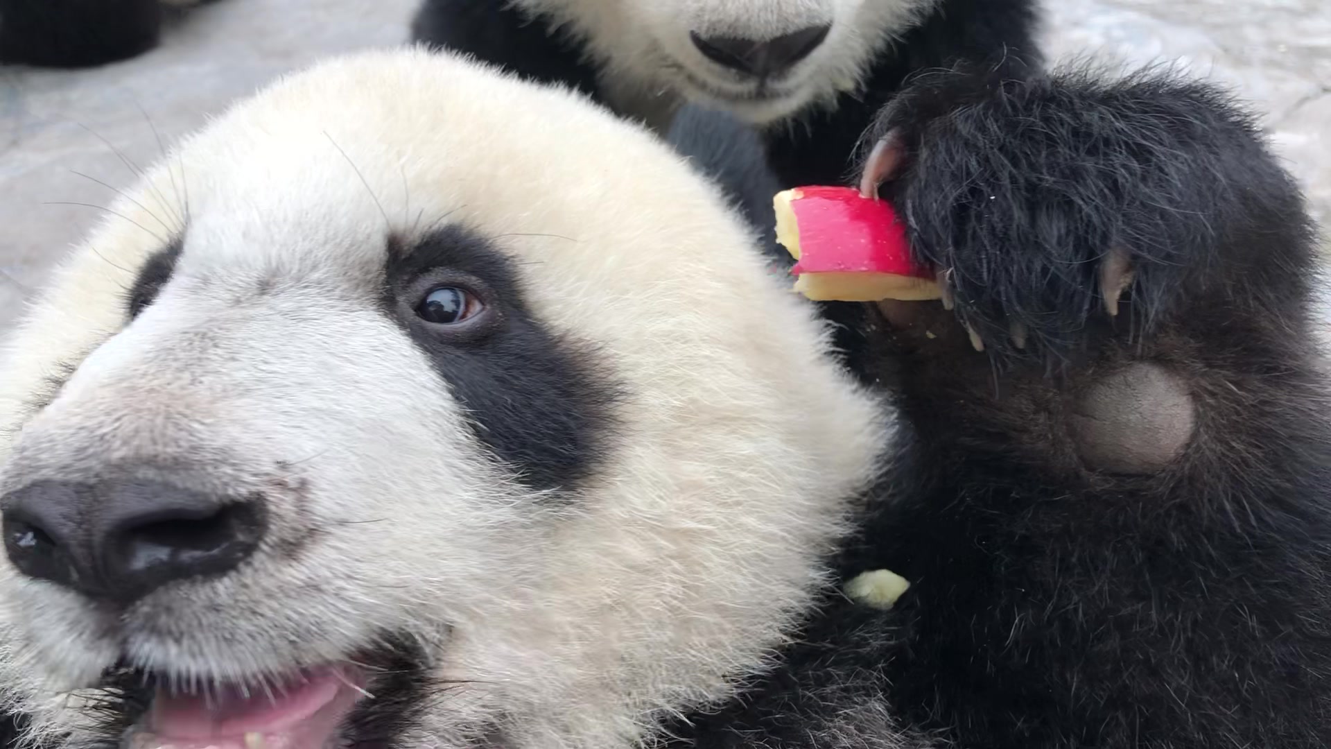 【熊猫团子】第一视角看四坨肥肥喝奶吃苹果~【熊猫团子】作死的边缘