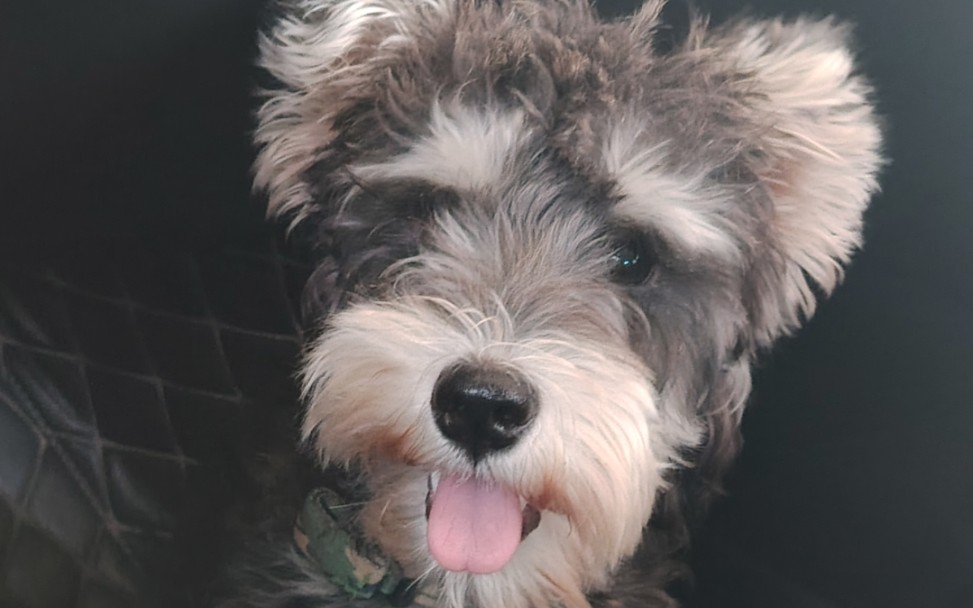 叫它老头狗,不仅仅是长得像,脾气更是倔老头!