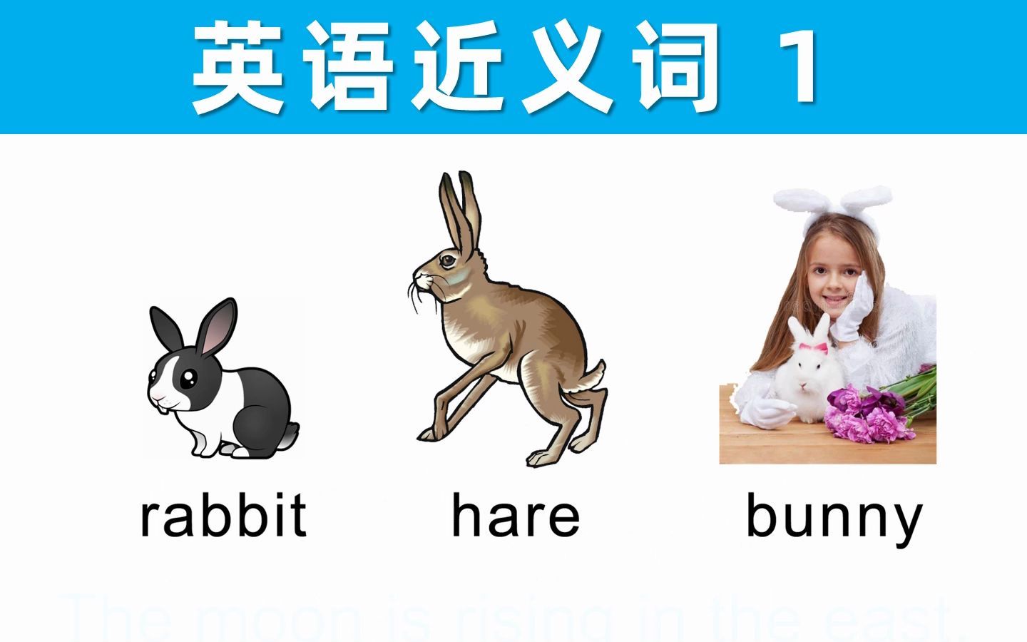 【英语近义词1】rabbit,hare,bunny哔哩哔哩bilibili