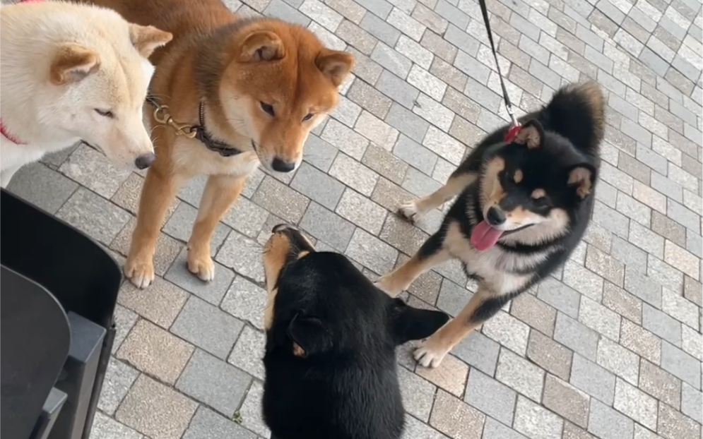 一群柴犬打群架