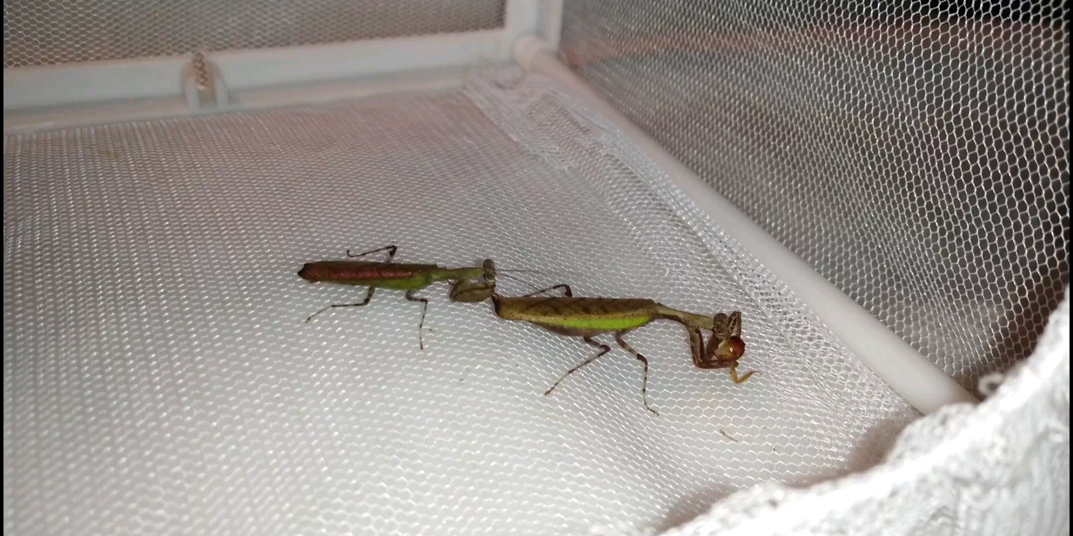 日本姬螳完美交融.