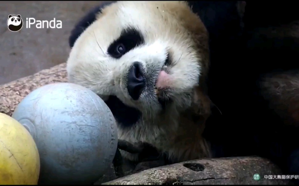 大熊猫蔓越煤:女友视角的睡颜真是可爱又帅气_哔哩哔哩_bilibili