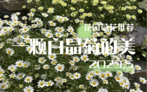 Download Video: 我种过的1000种花|0001白晶菊