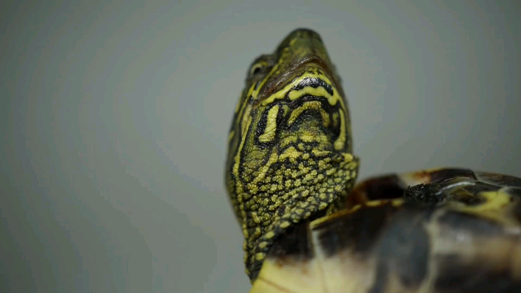 【草龟】锈墨彩出(极)头纹漂亮的小公草龟_哔哩哔哩_bilibili