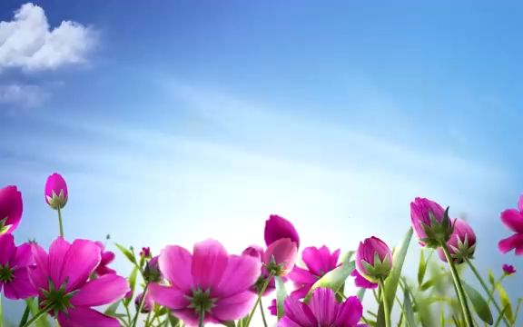 led视频素材 ▏s935 唯美红色花朵鲜花盛开蓝天白云六一儿童晚会视频