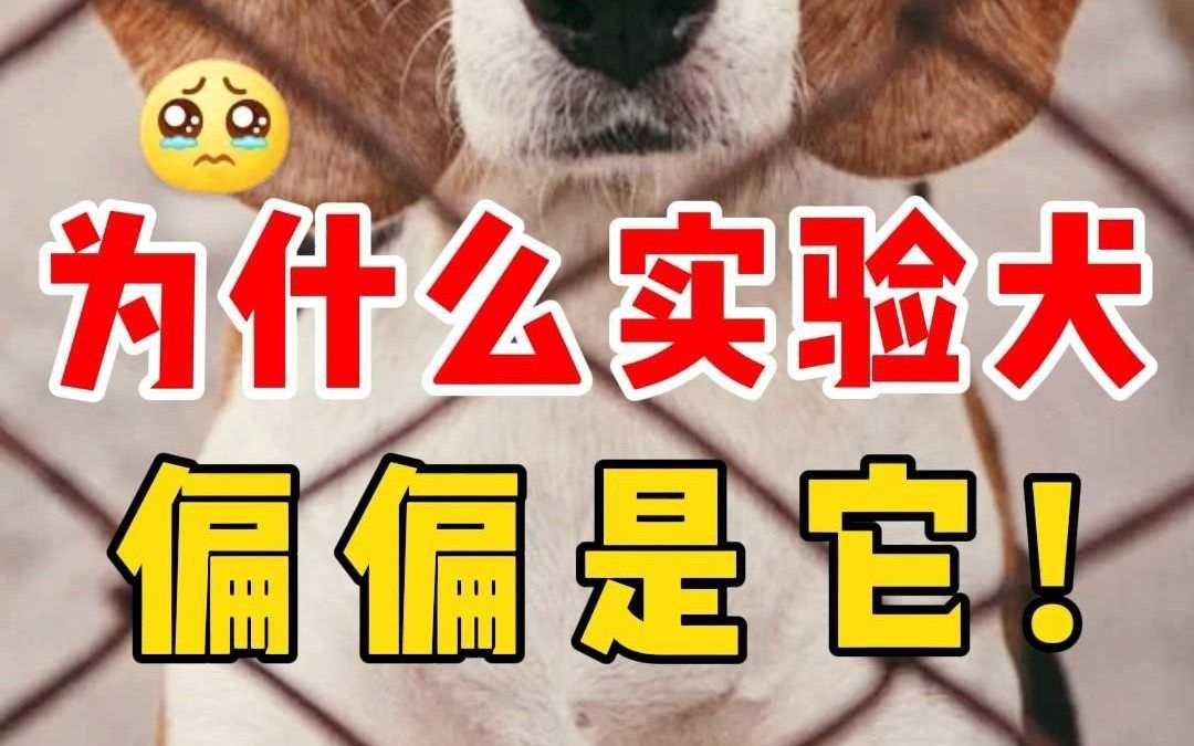 温顺的比格犬 为啥会成为实验犬?哔哩哔哩bilibili