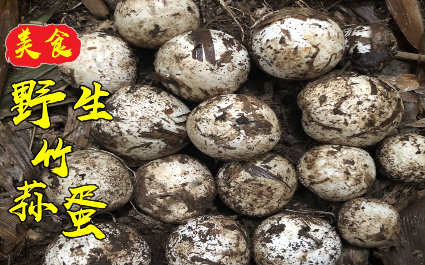 四川农村,七哥蜀南竹海捡到20个竹荪蛋,老婆说美容又养颜
