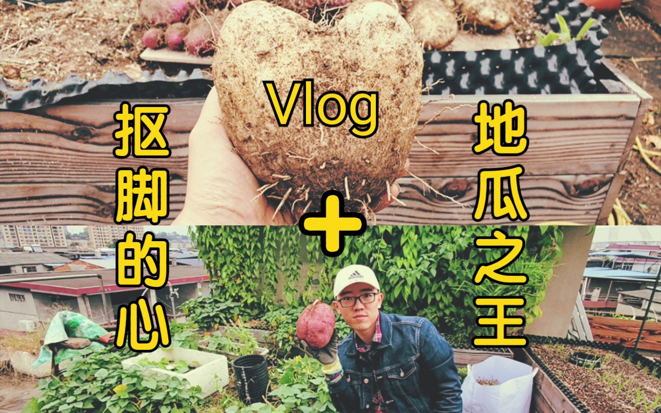 菜园日常Vlog,挖到地瓜之王,脚板薯种植经验分享哔哩哔哩bilibili