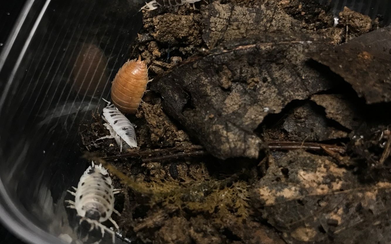 【活体开箱】橘化,奶牛鼠妇.莫名可爱…就入了!