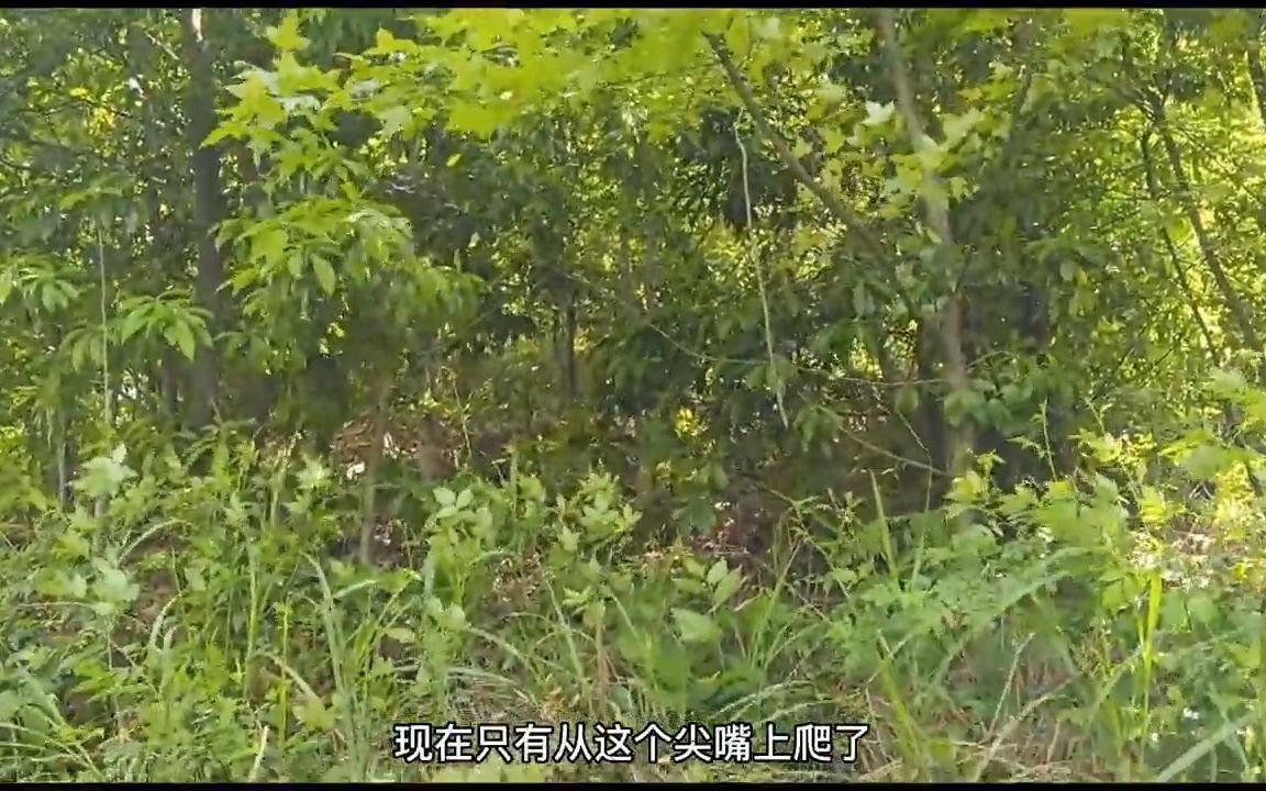 [图]民间风水故事 -飞凤下山