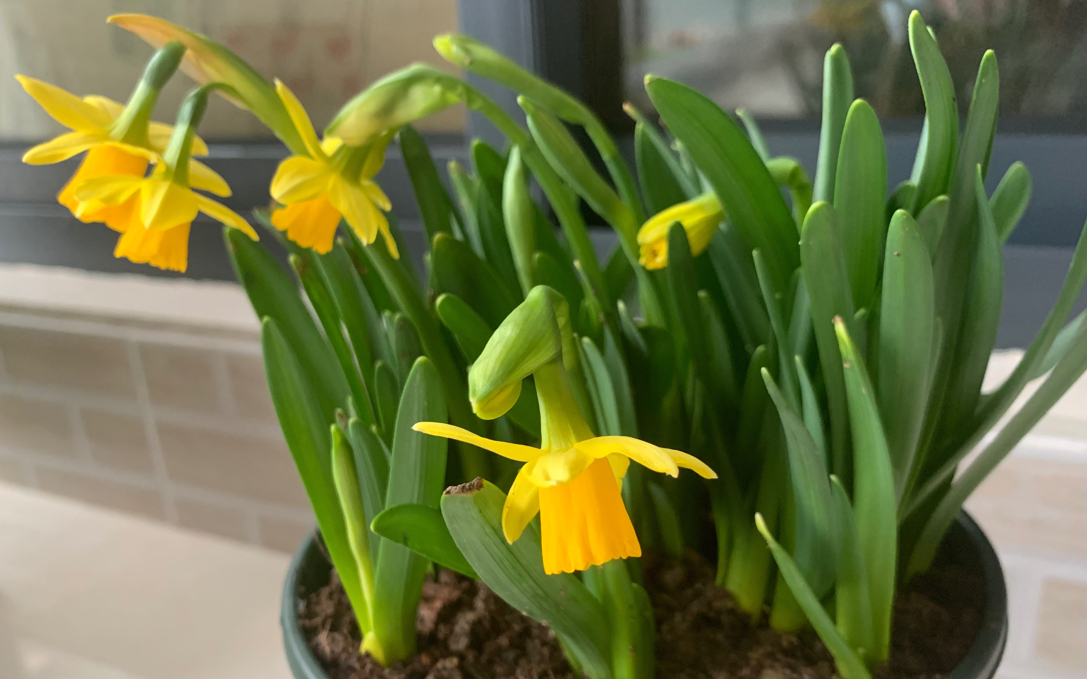 【阳台种花】洋水仙"悄悄话"悄悄地开花啦 — 有股淡淡的百合花的香味
