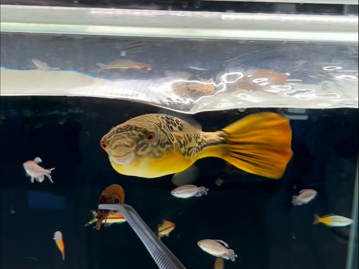 皇冠狗头入配鱼后续,状态还是很好