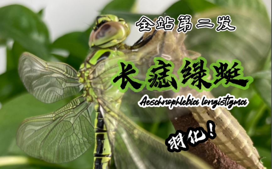 长痣绿蜓羽化实录来了!