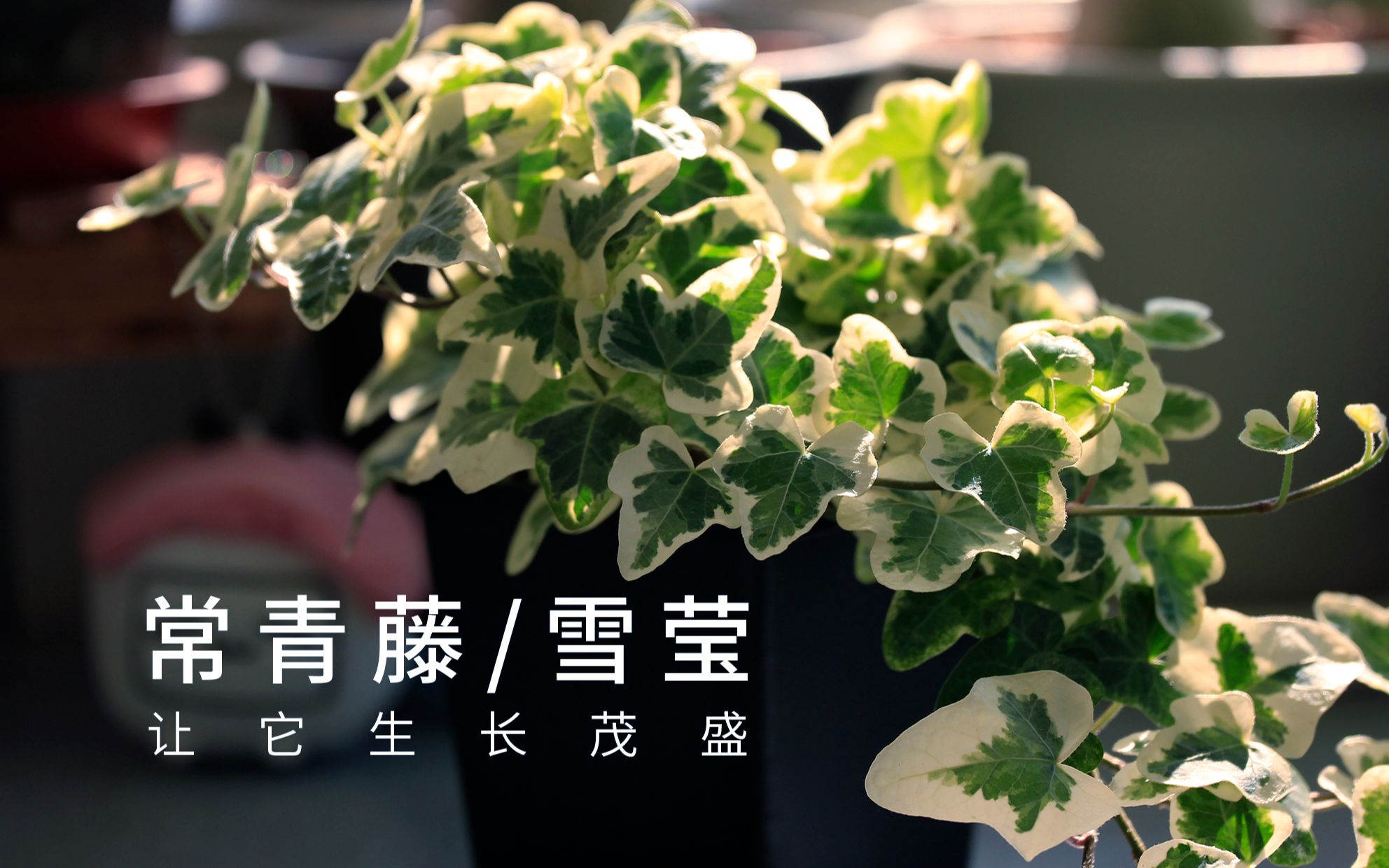 活动作品482让常青藤雪莹生长更茂盛