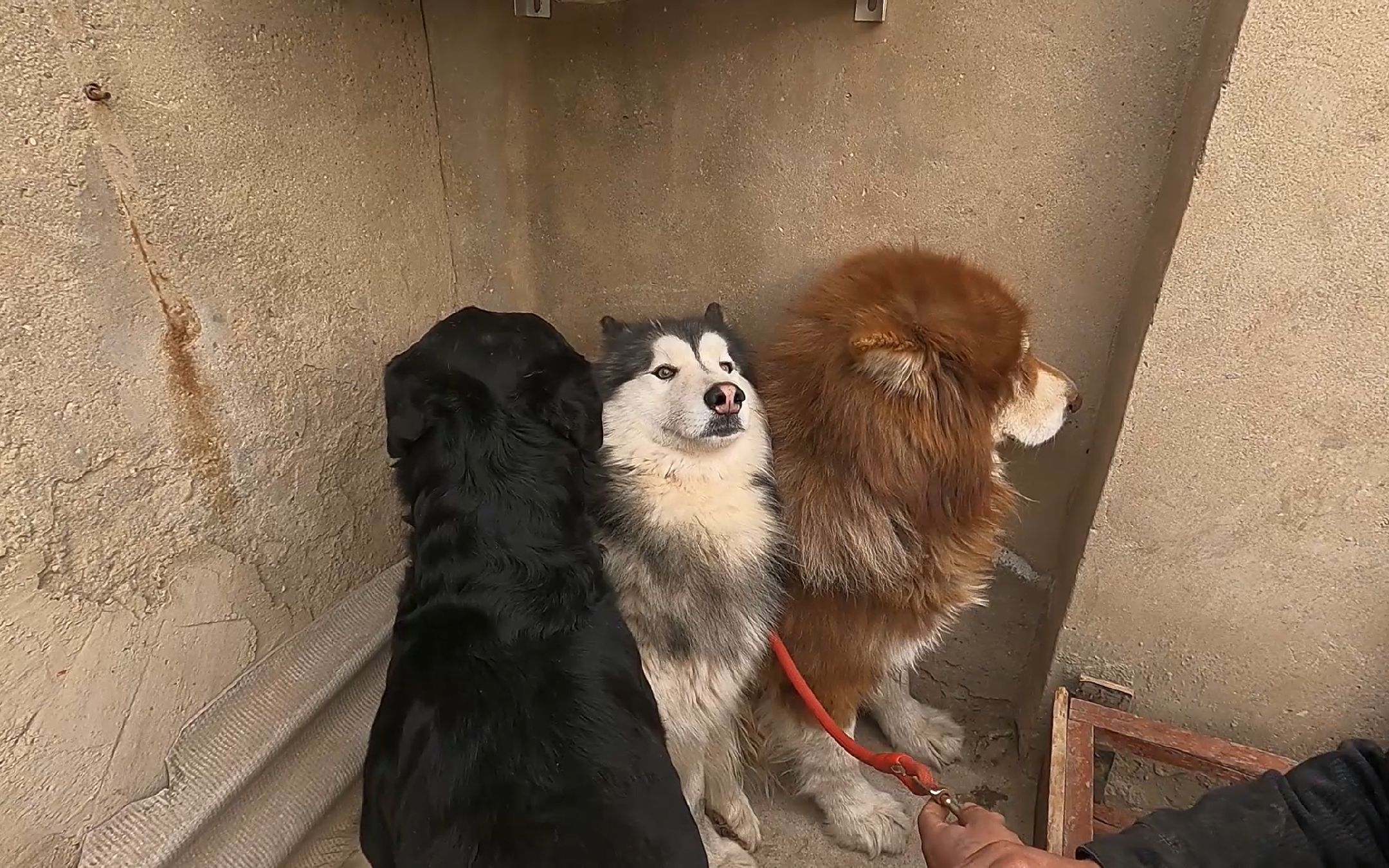 恩佐皮皮为了玉米,今天大战三个回合,我和黑豹做最后总结