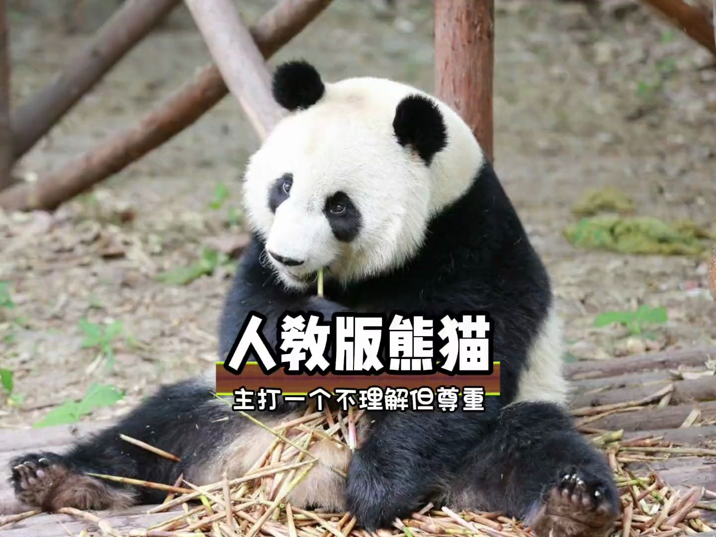 人教版的熊猫就是不一样 #搞笑 #离谱 #万万没想到 #