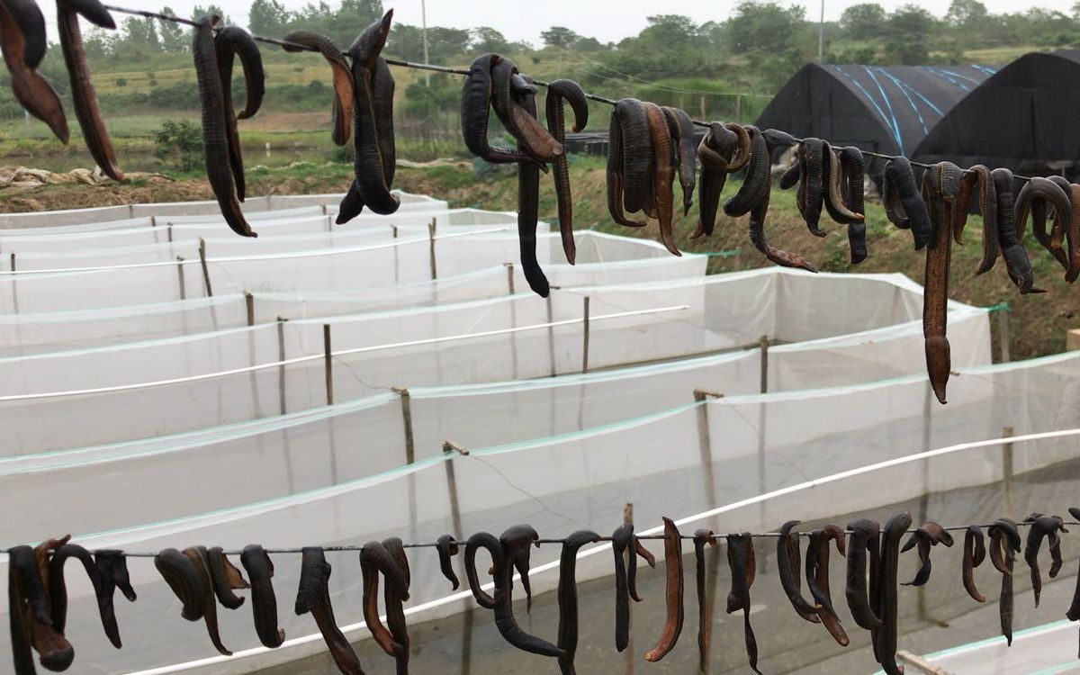 宽体金钱蛭苗快孵化出来了,小伙把牛蚂蟥串一起晒成干品,一起看看