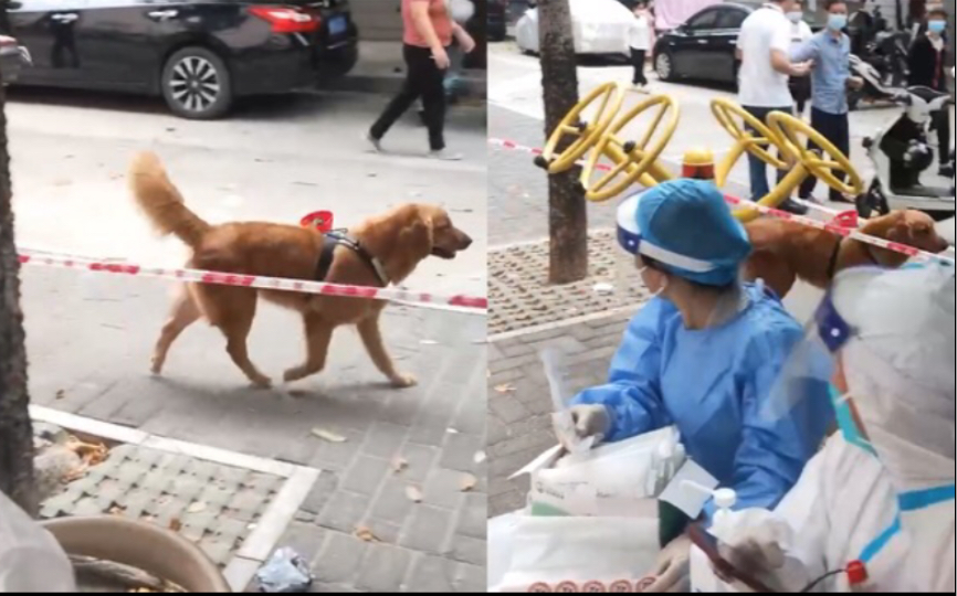 深圳街头出现“志愿者狗狗”,身上背着扩音器呼叫人们做核酸!哔哩哔哩bilibili