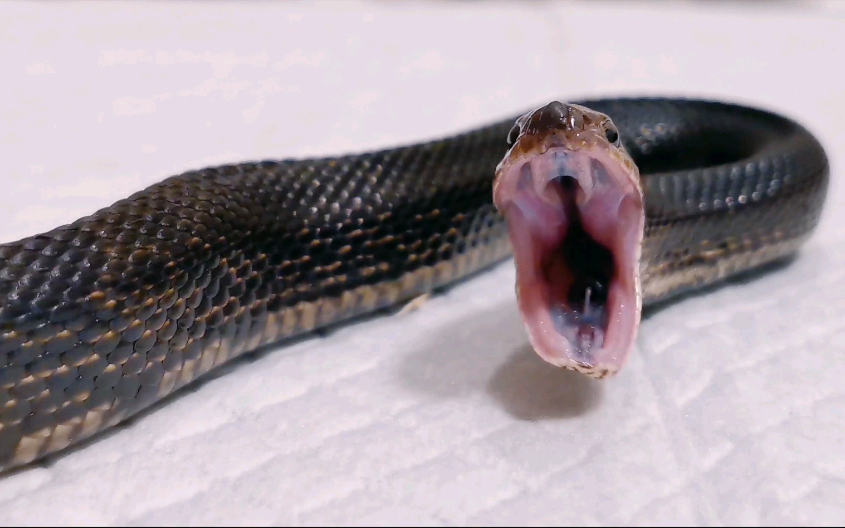 【黑松林蛇】打哈欠!我困了,我装的