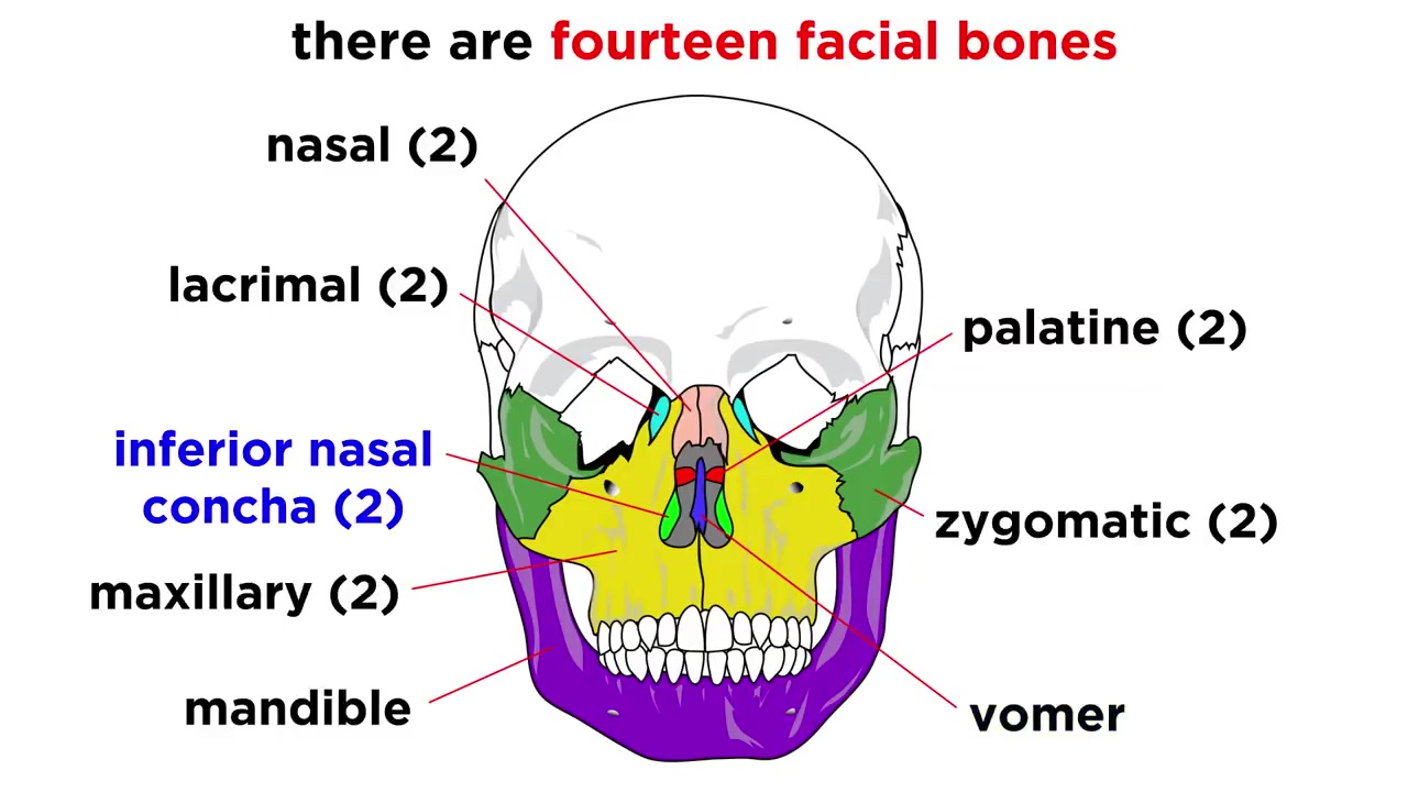 【搬运】带你深入了解人体骨骼系统The Skeletal System哔哩哔哩bilibili